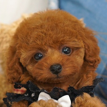 581濃いレッドのマズルの詰まったかわいい子犬 / トイプードル販売のポッシュ横浜