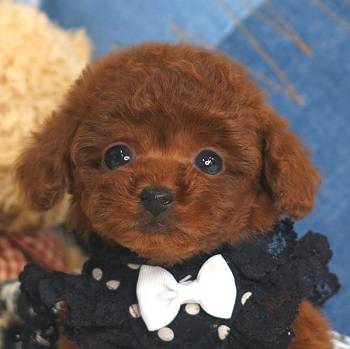 1140　大人気ディープレッドの小さなかわいい子犬です / トイプードル販売のポッシュ横浜