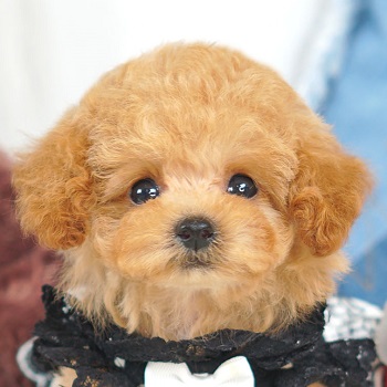1577　毛量たっぷりなかわいいオレンジフォーンの女の子 / トイプードル販売のポッシュ横浜