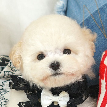 1610　もこもこ毛量抜群のヒツジフォルムのかわいいホワイトの女の子 / トイプードル販売のポッシュ横浜