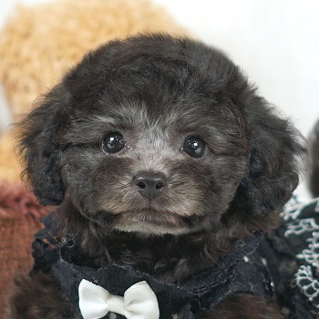 1616　むっちりお顔のかわいいグレーの女の子 / トイプードル販売のポッシュ横浜