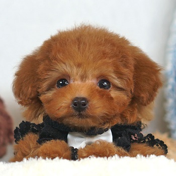 1714　大きなおめめの可愛らしいお顔の女の子 / トイプードル販売のポッシュ横浜