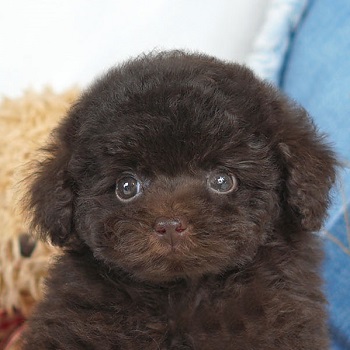 1626　濃いきれいなブラウンカラーのかわいい女の子 / トイプードル販売のポッシュ横浜