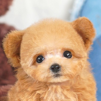 1631　容姿、小ささ、性格、三拍子そろったパーフェクトパピー / トイプードル販売のポッシュ横浜