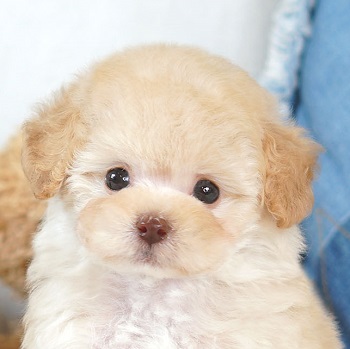 1634　小さくかわいいペールフォーンの女の子 / トイプードル販売のポッシュ横浜