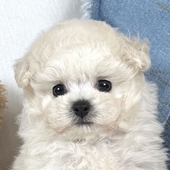 1651　小さな真っ白被毛ふわふわのかわいい女の子 / トイプードル販売のポッシュ横浜