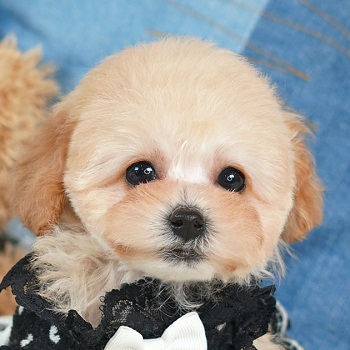 8036　愛嬌のあるキュートな性格のかわいい女の子 / トイプードル販売のポッシュ横浜