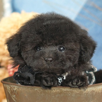 8038　真っ黒被毛の一人っ子、極小サイズのブラックの女の子 / トイプードル販売のポッシュ横浜