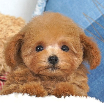 1692　小さなオレンジフォーンのかわいい女の子 / トイプードル販売のポッシュ横浜
