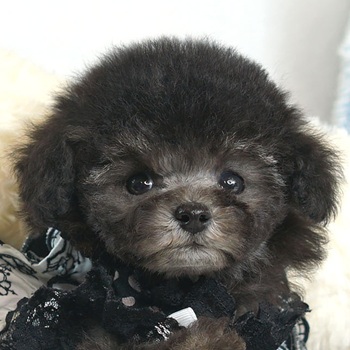 1708　かわいいお顔のティーカッププードル　シルバーの小さな女の子 / トイプードル販売のポッシュ横浜