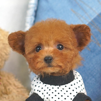 1729　たち耳のかわいいレッドの女の子 / トイプードル販売のポッシュ横浜