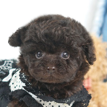 8040  濃いブラウンカラーのクリクリおめめな男の子 / トイプードル販売のポッシュ横浜
