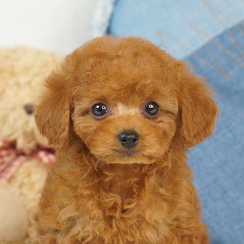 1750　レッドの小さなかわいい女の子 / トイプードル販売のポッシュ横浜